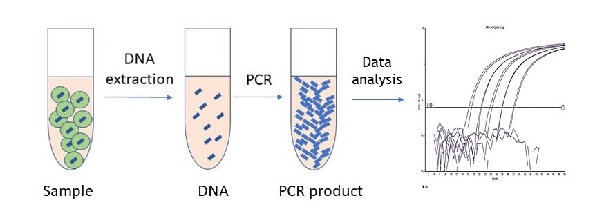 Pathogen detection PCR-2