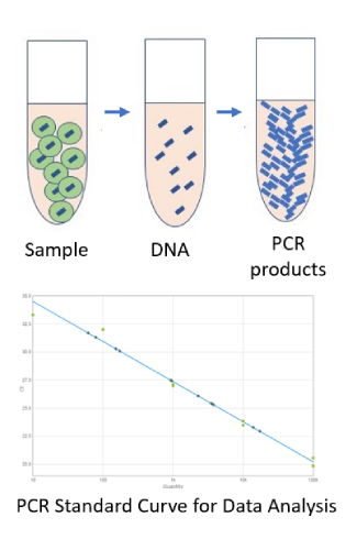 PCR process